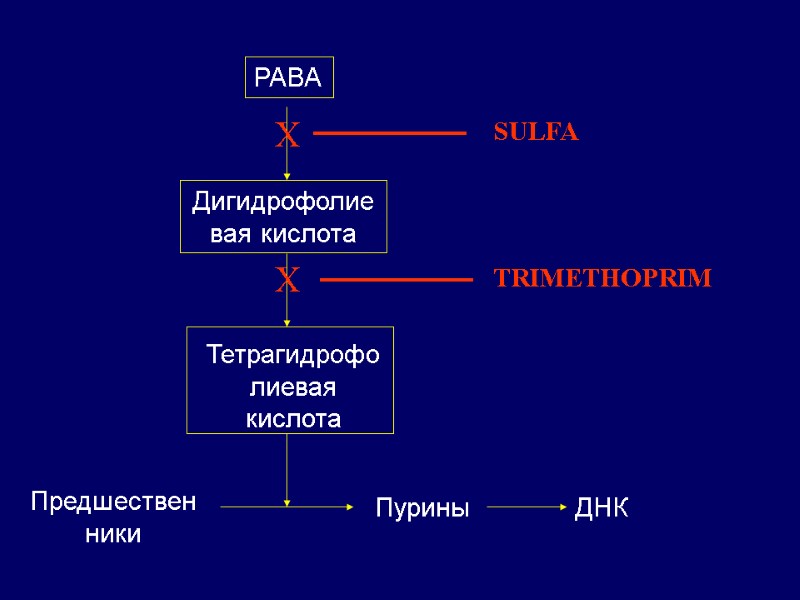 PABA Дигидрофолиевая кислота Тетрагидрофолиевая кислота Предшественники Пурины ДНК X X SULFA TRIMETHOPRIM